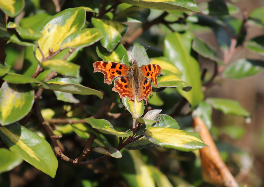 A comma butterfly perched on a leaf. The butterfly has a long furry brown body, and orange wings flecked with deep rust brown and a lighter rust colour along the edges.